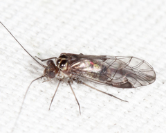 Hyalopsocus striatus