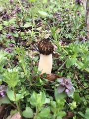 Morchella punctipes