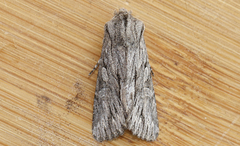 Fishia yosemitae