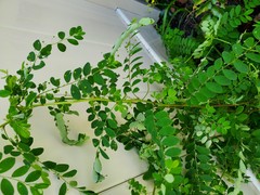 Phyllanthus tenellus image