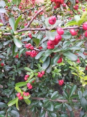 Pyracantha koidzumii