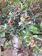 Pyracantha koidzumii