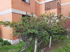 Pyracantha koidzumii