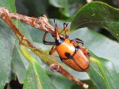 Cyrtotrachelus thompsoni