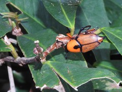 Cyrtotrachelus thompsoni
