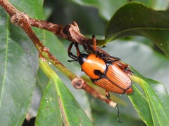 Cyrtotrachelus thompsoni