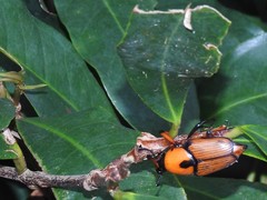 Cyrtotrachelus thompsoni