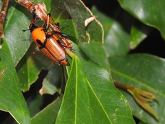 Cyrtotrachelus thompsoni