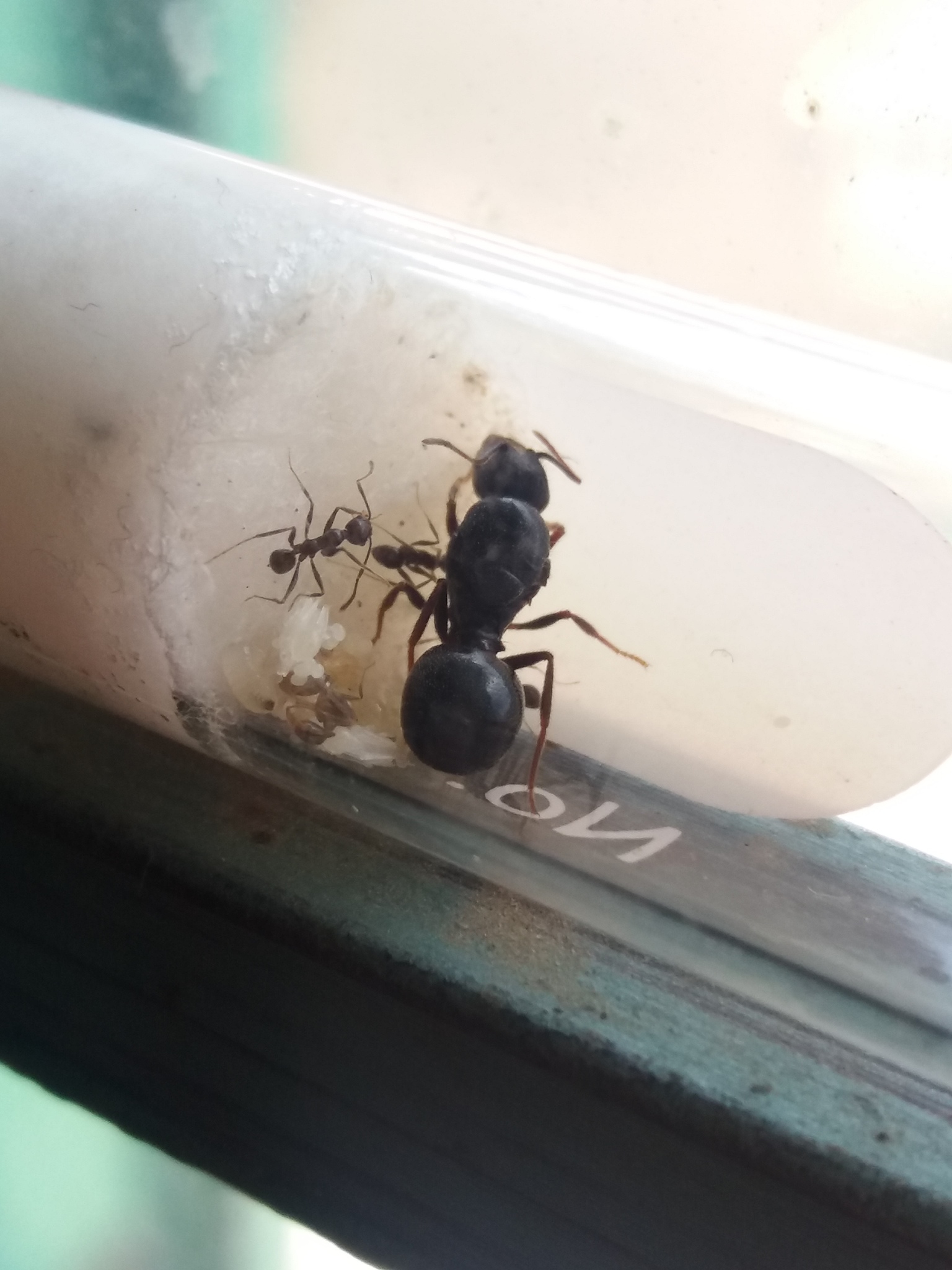 Pheidole chalca