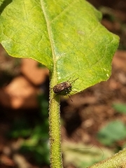 Choraginae