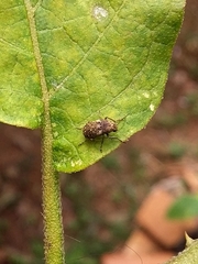 Choraginae