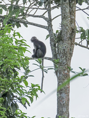 Trachypithecus obscurus
