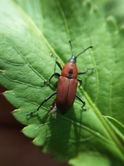 Rhodobaenus sanguineus