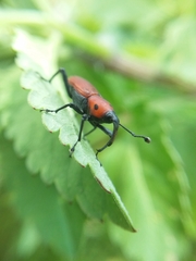 Rhodobaenus sanguineus