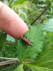 Rhodobaenus sanguineus
