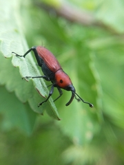 Rhodobaenus sanguineus