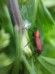 Rhodobaenus sanguineus