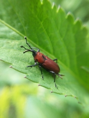 Rhodobaenus sanguineus