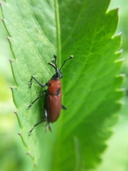 Rhodobaenus sanguineus