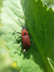 Rhodobaenus sanguineus