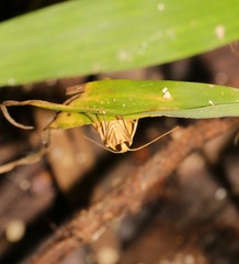 Paralithosia shaowuica