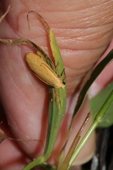 Paralithosia shaowuica