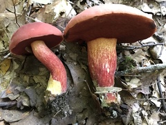Boletus carminiporus