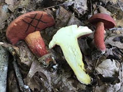 Boletus carminiporus