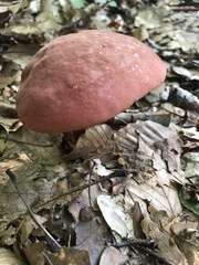 Boletus carminiporus