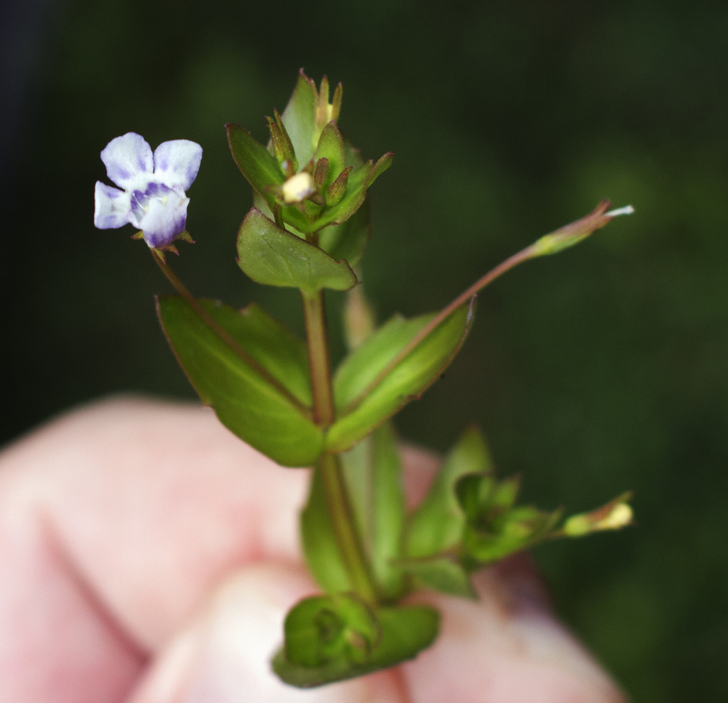 Yellowseed false pimpernel (Lindernia dubia)
