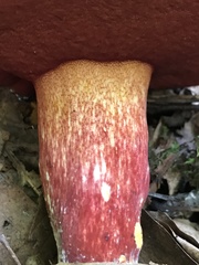 Boletus carminiporus