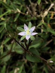 Swertia macrosperma