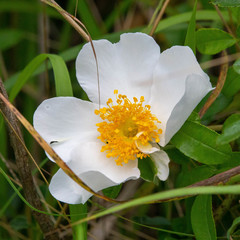 Rosa bracteata