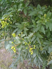 Magnoliopsida