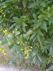Magnoliopsida
