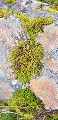 Racomitrium fasciculare