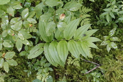 Streptopus lanceolatus