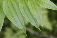 Streptopus lanceolatus