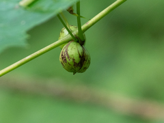 Ampelomyia vitispomum