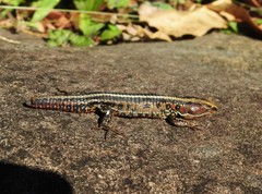 Pholidobolus vertebralis