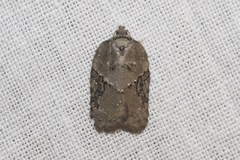 Acleris placidana