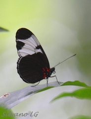 Heliconius sapho leuce