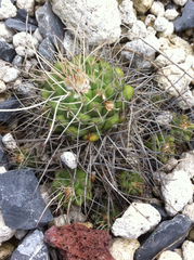 Mammillaria compressa