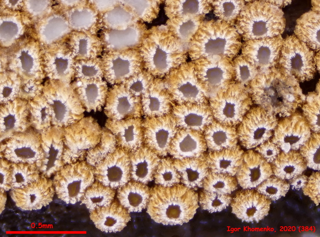 Merismodes anomala