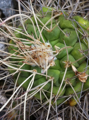 Mammillaria compressa