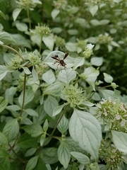 Physocephala sagittaria