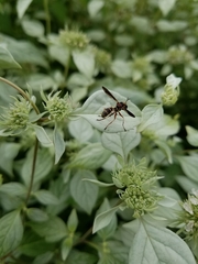 Physocephala sagittaria