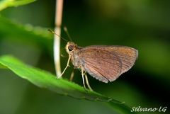 Eprius veleda veleda