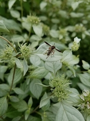 Physocephala sagittaria