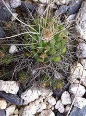 Mammillaria compressa